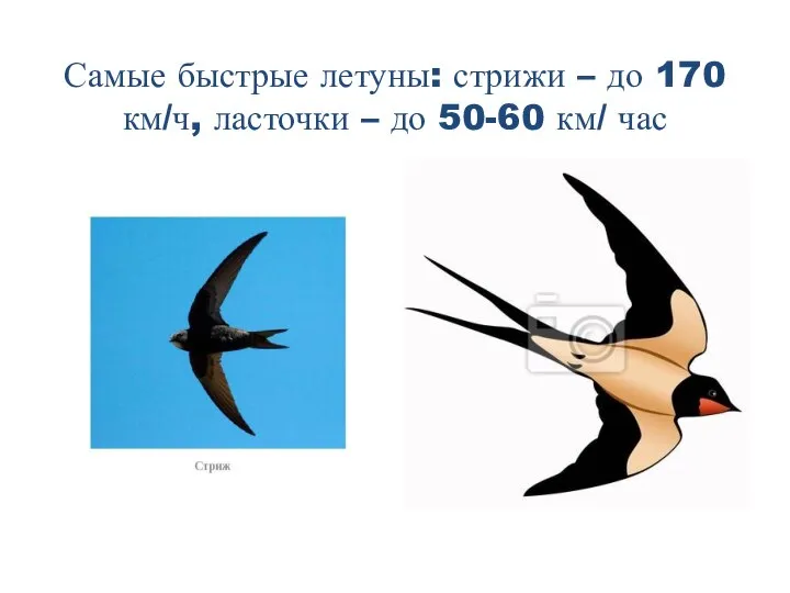 Самые быстрые летуны: стрижи – до 170 км/ч, ласточки – до 50-60 км/ час