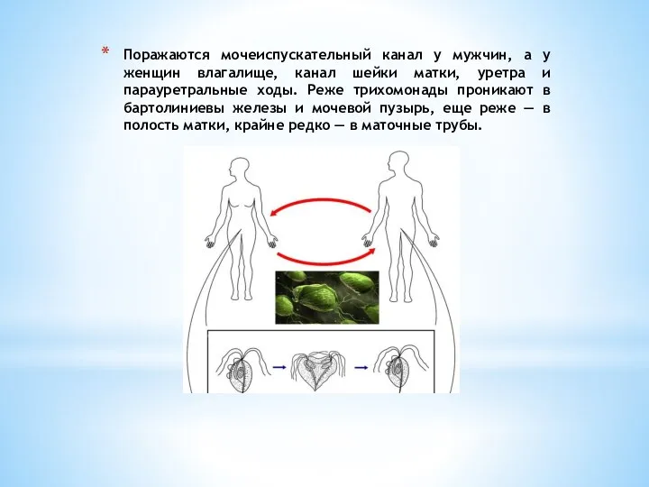 Поражаются мочеиспускательный канал у мужчин, а у женщин влагалище, канал шейки матки,