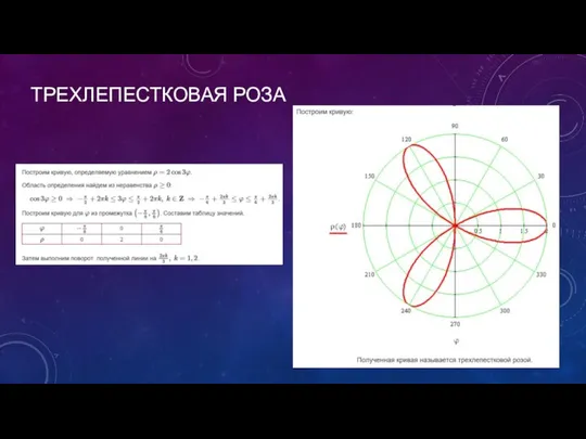 ТРЕХЛЕПЕСТКОВАЯ РОЗА