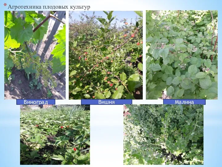 Агротехника плодовых культур Виноград Вишня Малина