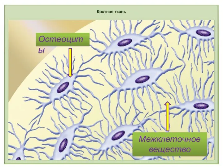 Остеоциты Межклеточное вещество
