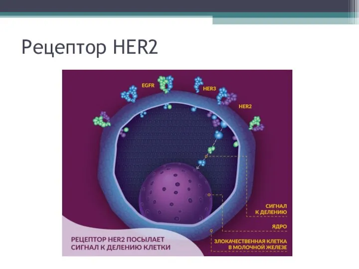 Рецептор HER2