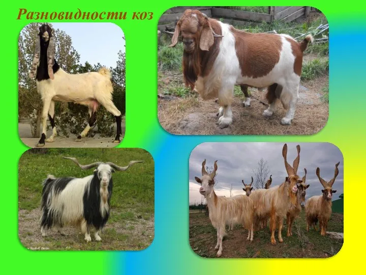 Разновидности коз