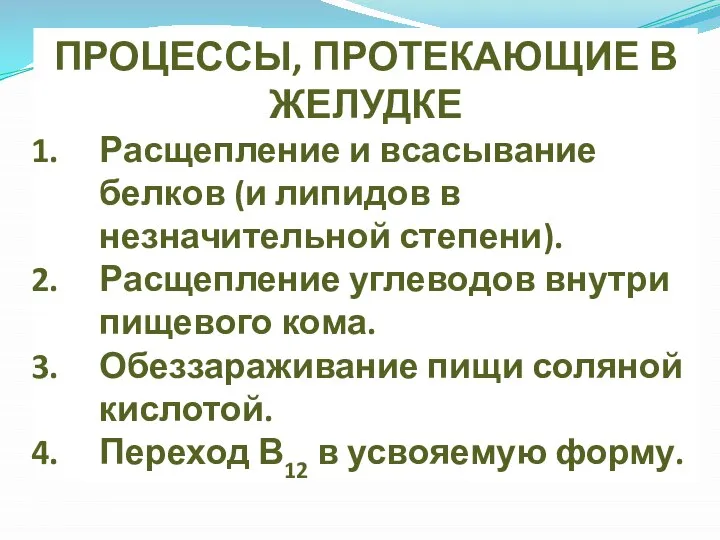 ПРОЦЕССЫ, ПРОТЕКАЮЩИЕ В ЖЕЛУДКЕ Расщепление и всасывание белков (и липидов в незначительной