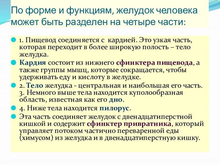 По форме и функциям, желудок человека может быть разделен на четыре части: