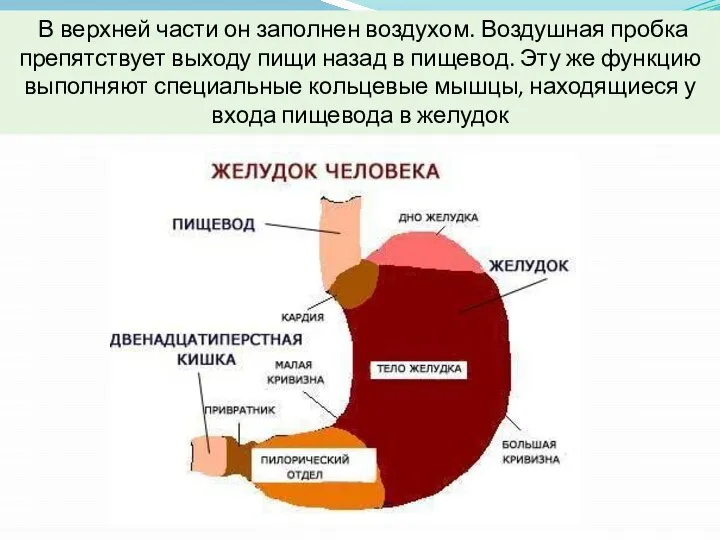 В верхней части он заполнен воздухом. Воздушная пробка препятствует выходу пищи назад