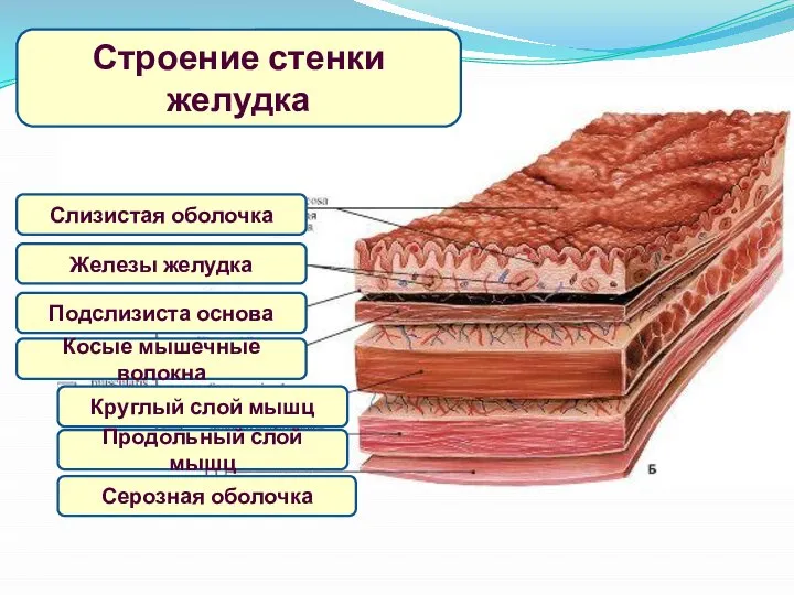 Строение стенки желудка Слизистая оболочка Железы желудка Подслизиста основа Косые мышечные волокна