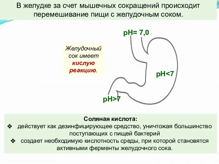 В желудке за счет мышечных сокращений происходит перемешивание пищи с желудочным соком.