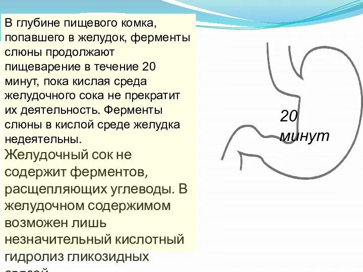 В глубине пищевого комка, попавшего в желудок, ферменты слюны продолжают пищеварение в