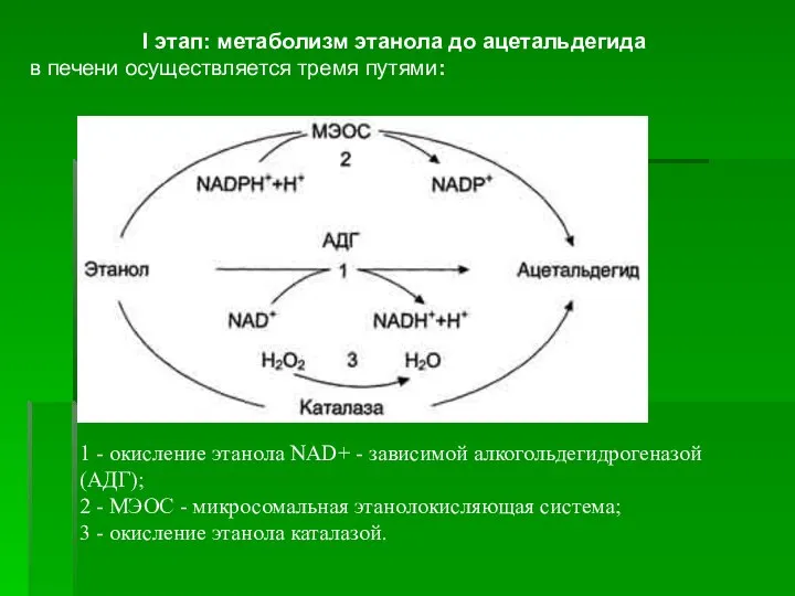 I этап: метаболизм этанола до ацетальдегида в печени осуществляется тремя путями: 1