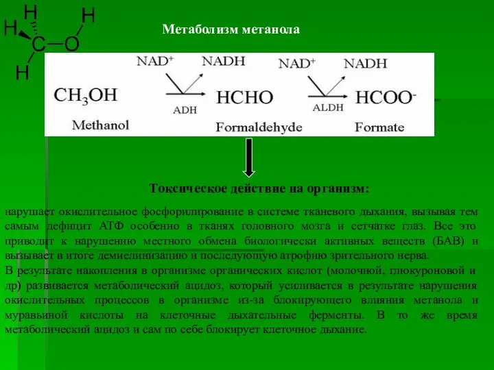 Метаболизм метанола Токсическое действие на организм: нарушает окислительное фосфорилирование в системе тканевого
