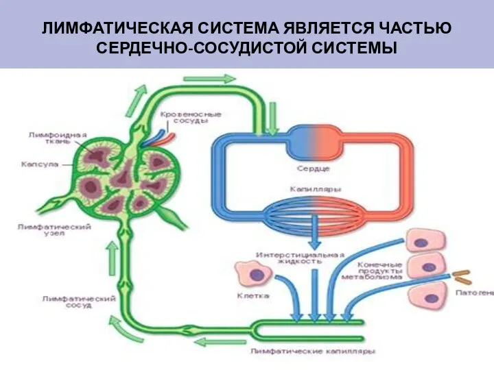 ЛИМФАТИЧЕСКАЯ СИСТЕМА ЯВЛЯЕТСЯ ЧАСТЬЮ СЕРДЕЧНО-СОСУДИСТОЙ СИСТЕМЫ