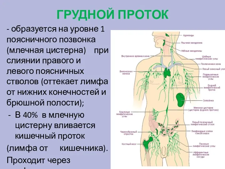 ГРУДНОЙ ПРОТОК - образуется на уровне 1 поясничного позвонка (млечная цистерна) при