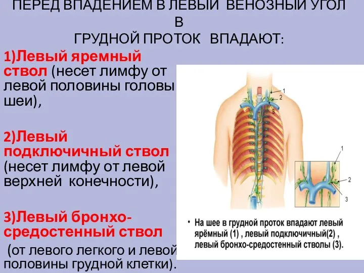 ПЕРЕД ВПАДЕНИЕМ В ЛЕВЫЙ ВЕНОЗНЫЙ УГОЛ В ГРУДНОЙ ПРОТОК ВПАДАЮТ: 1)Левый яремный