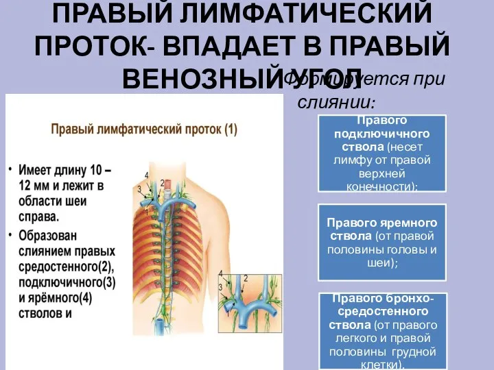 ПРАВЫЙ ЛИМФАТИЧЕСКИЙ ПРОТОК- ВПАДАЕТ В ПРАВЫЙ ВЕНОЗНЫЙ УГОЛ Формируется при слиянии: