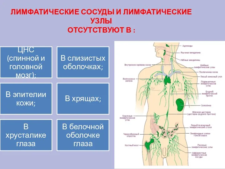 ЛИМФАТИЧЕСКИЕ СОСУДЫ И ЛИМФАТИЧЕСКИЕ УЗЛЫ ОТСУТСТВУЮТ В :