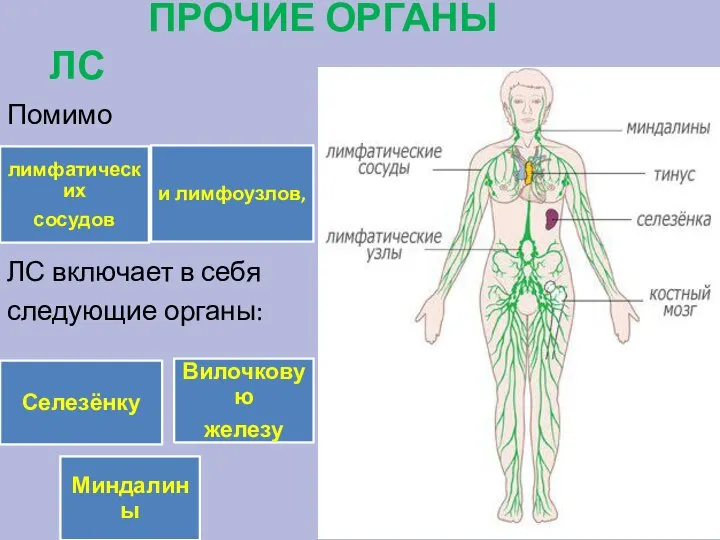 ПРОЧИЕ ОРГАНЫ ЛС Помимо ЛС включает в себя следующие органы: