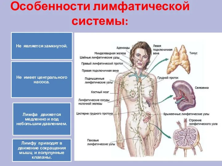 Особенности лимфатической системы: