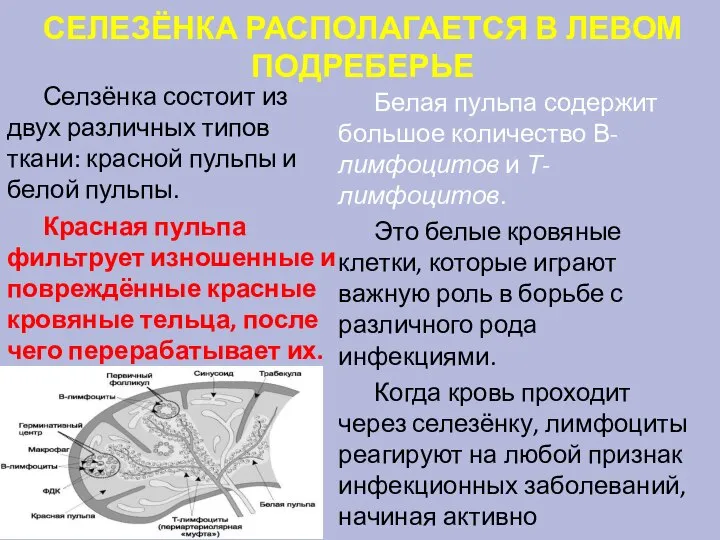 СЕЛЕЗЁНКА РАСПОЛАГАЕТСЯ В ЛЕВОМ ПОДРЕБЕРЬЕ Селзёнка состоит из двух различных типов ткани: