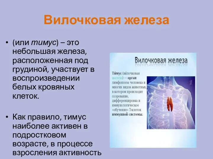 Вилочковая железа (или тимус) – это небольшая железа, расположенная под грудиной, участвует