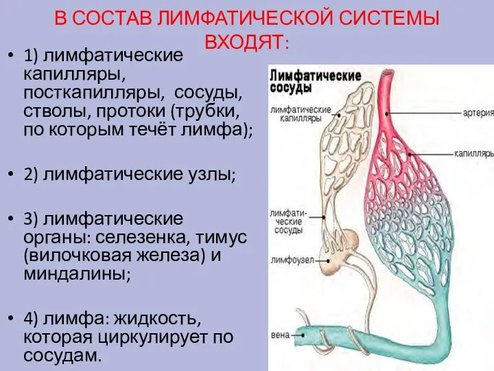 В СОСТАВ ЛИМФАТИЧЕСКОЙ СИСТЕМЫ ВХОДЯТ: 1) лимфатические капилляры, посткапилляры, сосуды, стволы, протоки