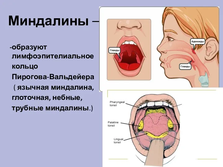 Миндалины – образуют лимфоэпителиальное кольцо Пирогова-Вальдейера ( язычная миндалина, глоточная, небные, трубные миндалины.)