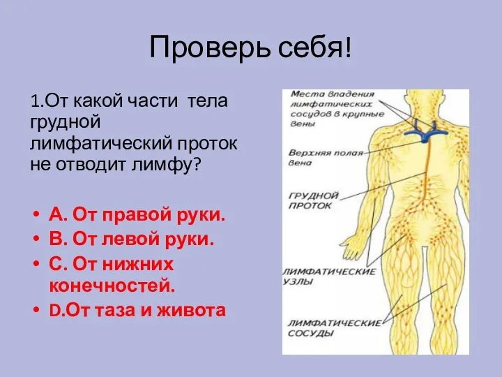 Проверь себя! 1.От какой части тела грудной лимфатический проток не отводит лимфу?