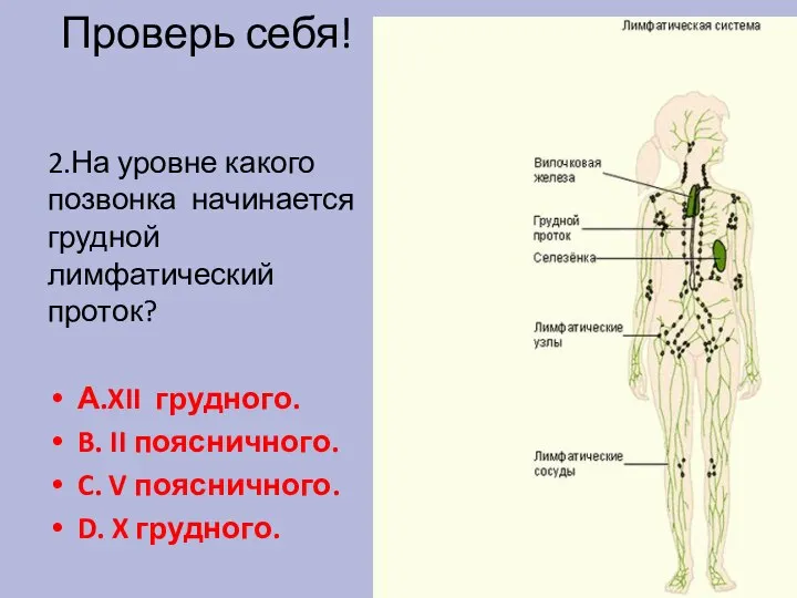 Проверь себя! 2.На уровне какого позвонка начинается грудной лимфатический проток? А.XII грудного.