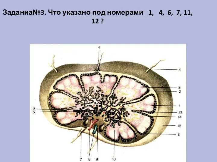 Заданиа№3. Что указано под номерами 1, 4, 6, 7, 11, 12 ?