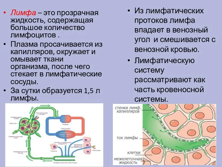 Лимфа – это прозрачная жидкость, содержащая большое количество лимфоцитов . Плазма просачивается