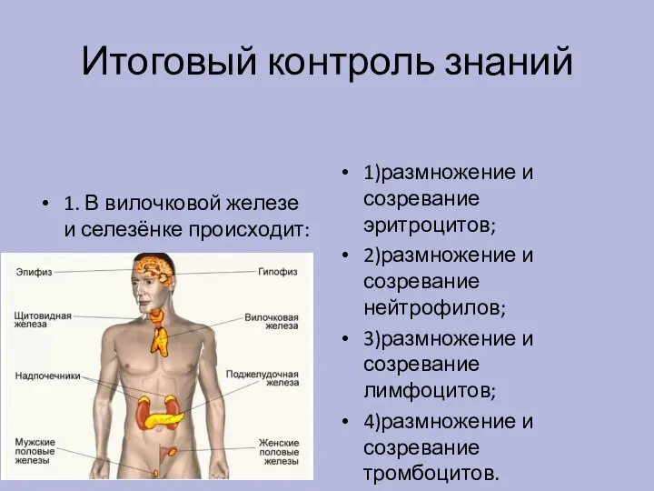 Итоговый контроль знаний 1. В вилочковой железе и селезёнке происходит: 1)размножение и