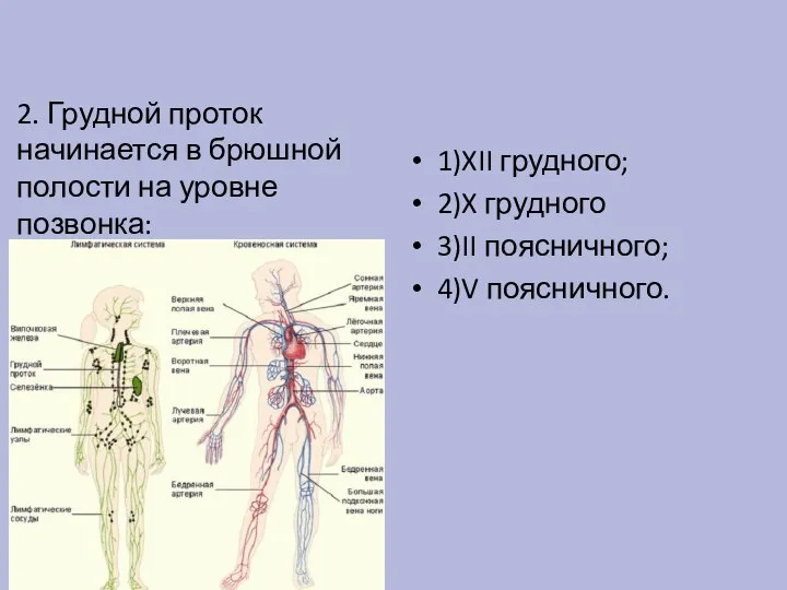 2. Грудной проток начинается в брюшной полости на уровне позвонка: 1)XII грудного;