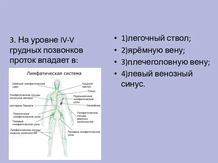 3. На уровне IV-V грудных позвонков проток впадает в: 1)легочный ствол; 2)ярёмную