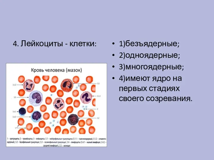 4. Лейкоциты - клетки: 1)безъядерные; 2)одноядерные; 3)многоядерные; 4)имеют ядро на первых стадиях своего созревания.