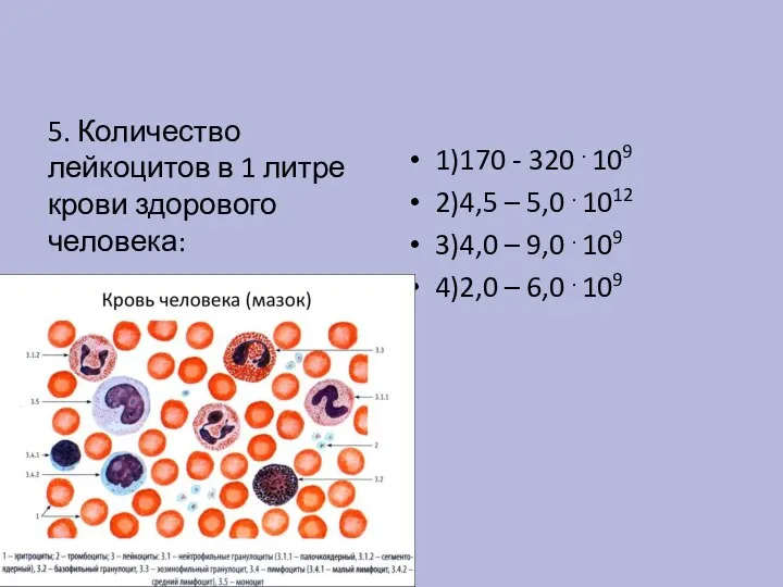 5. Количество лейкоцитов в 1 литре крови здорового человека: 1)170 - 320