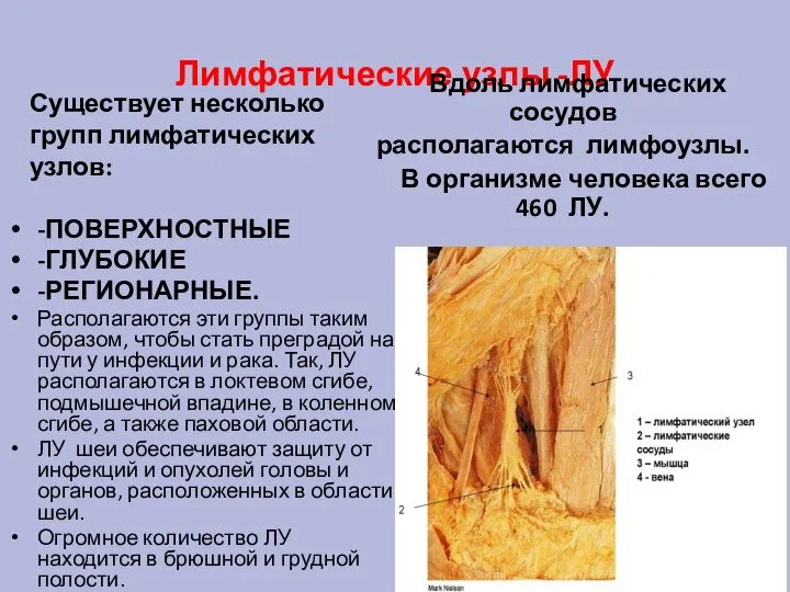 Лимфатические узлы -ЛУ Существует несколько групп лимфатических узлов: -ПОВЕРХНОСТНЫЕ -ГЛУБОКИЕ -РЕГИОНАРНЫЕ. Располагаются