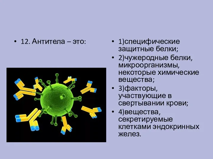 12. Антитела – это: 1)специфические защитные белки; 2)чужеродные белки, микроорганизмы, некоторые химические