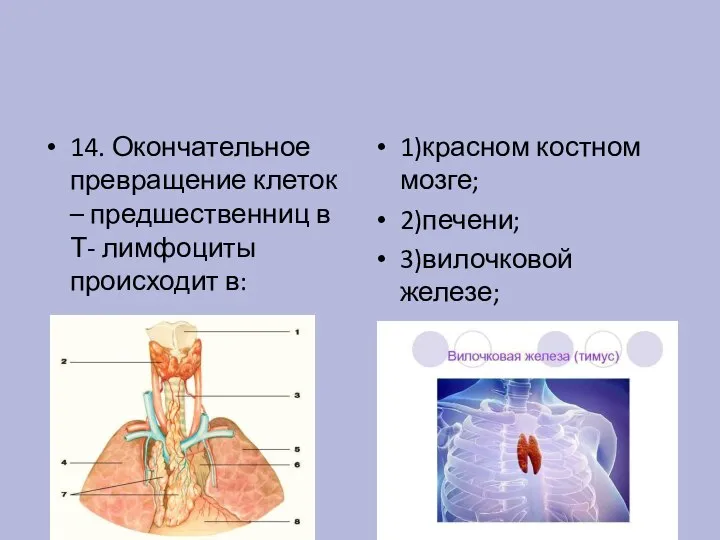 14. Окончательное превращение клеток – предшественниц в Т- лимфоциты происходит в: 1)красном