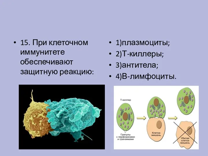 15. При клеточном иммунитете обеспечивают защитную реакцию: 1)плазмоциты; 2)Т-киллеры; 3)антитела; 4)В-лимфоциты.