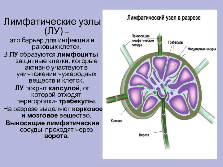 Лимфатические узлы (ЛУ) – это барьер для инфекции и раковых клеток. В