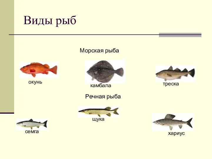 Виды рыб Морская рыба треска окунь камбала Речная рыба семга хариус щука