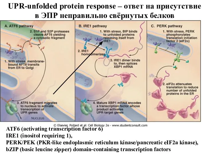 ATF6 (activating transcription factor 6) IRE1 (inositol requiring 1), PERK/PEK (PKR-like endoplasmic