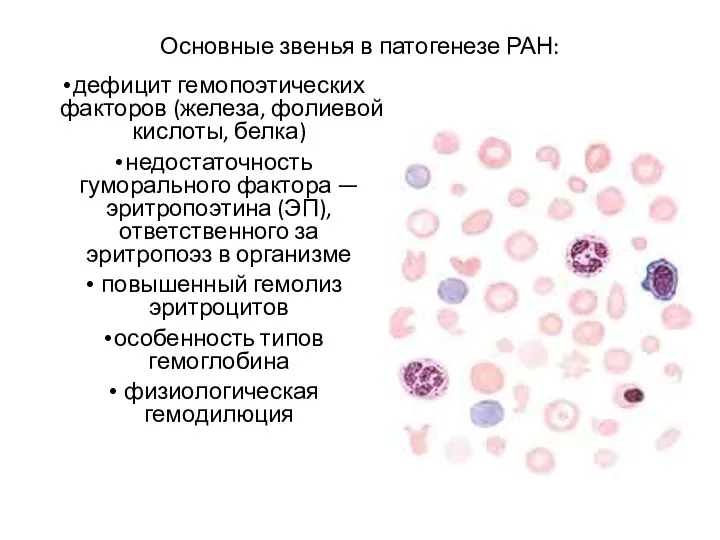 Основные звенья в патогенезе РАН: дефицит гемопоэтических факторов (железа, фолиевой кислоты, белка)