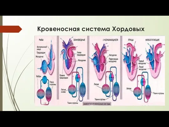 Кровеносная система Хордовых