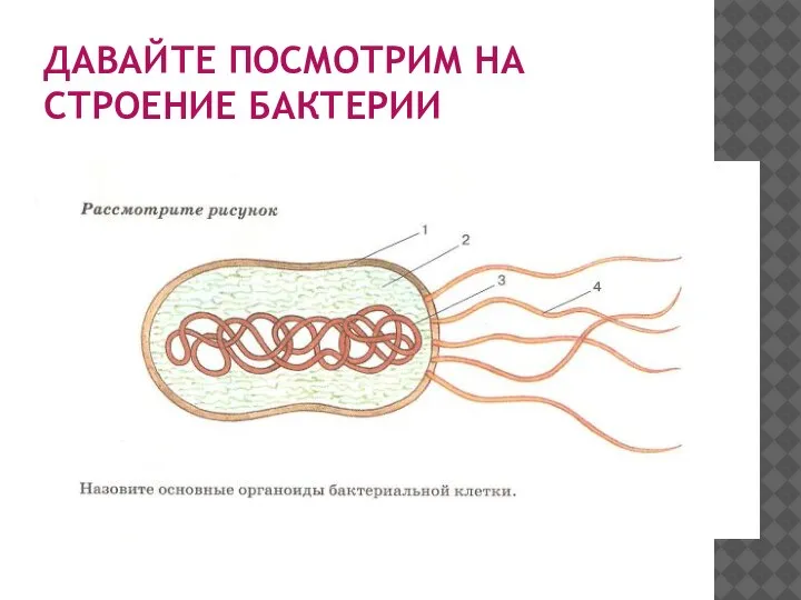 ДАВАЙТЕ ПОСМОТРИМ НА СТРОЕНИЕ БАКТЕРИИ