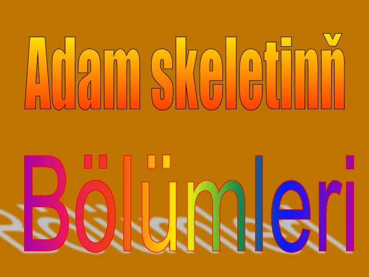 Adam skeletinň Bölümleri