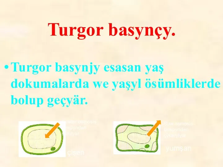 Turgor basynçy. Turgor basynjy esasan yaş dokumalarda we yaşyl ösümliklerde bolup geçyär.