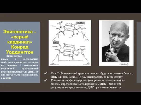 Эпигенетика – «серый кардинал» Конрад Уоддингтон Эпигенетика - наука о наследуемых свойствах