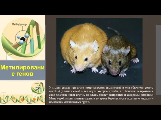 Метилирование генов У мыши справа ген агути заметилирован (выключен) и она обычного
