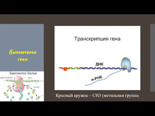 Выключение гена Красный кружок – СН3 (метильная группа)